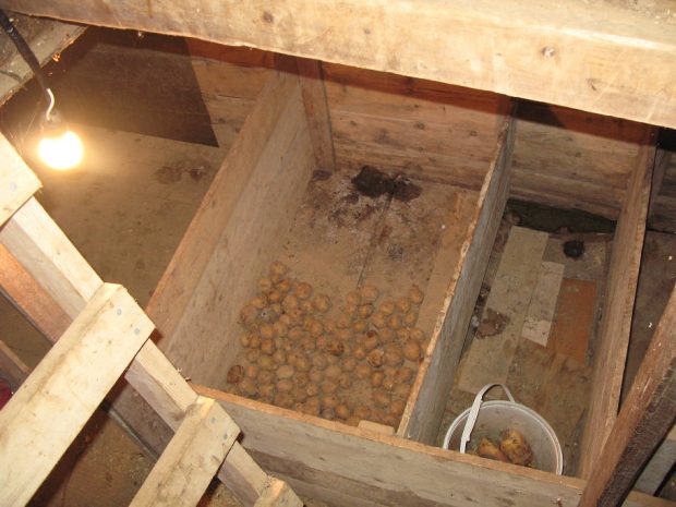 Looking down through a laddered hatch entrance to the interior of a root cellar where potatoes are distributed in three wooden pounds and a white bucket.