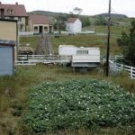 Potato Garden, Trinity