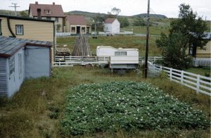 Square potato garden in flower in a white fenced backyard.