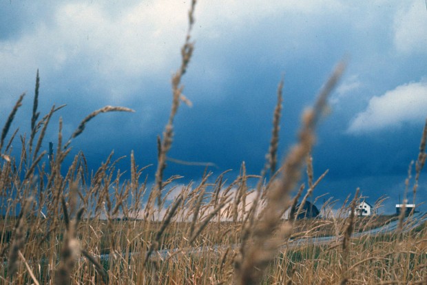 Colour photograph with three buildings in the background and a wheat field cut across by a road.