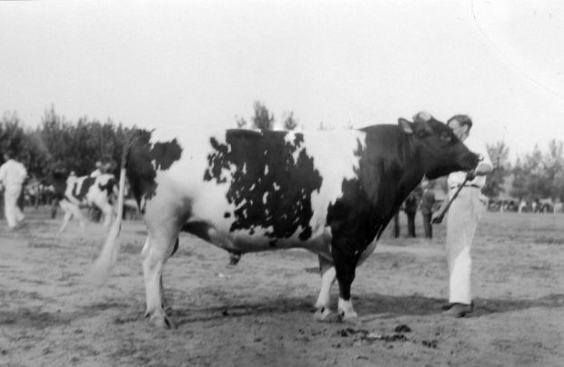 Black and white photo of a man holding a bull by its rope and nose ring.