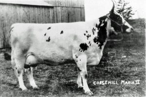 Black and white photo of a large cow with horns, facing to the right. Corsehill Maria II printed on bottom left of photo.