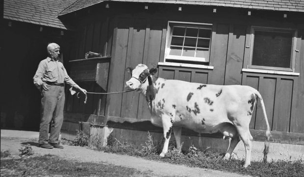 Black and white photo of a man looking surprised, holding a cow by a rope. A wooden building is in the background.