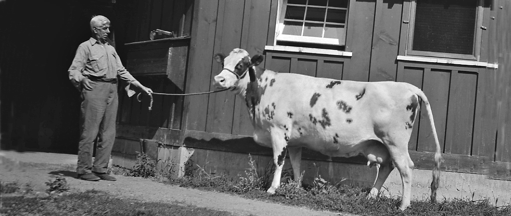Black and white photo of a man looking surprised, holding a cow by a rope. Wooden building in background.