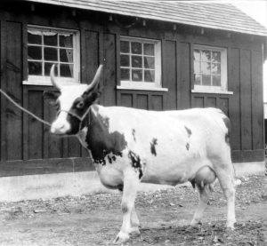 Black and white photo of a small cow with large horns, building in background.