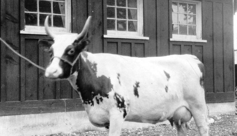 Black and white photo of a small cow with large horns, building in background.