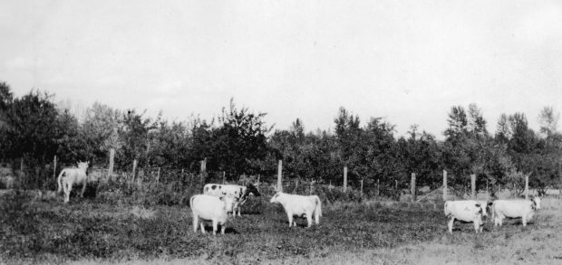Black and white photo of six cows in a field, fence and orchard in background.