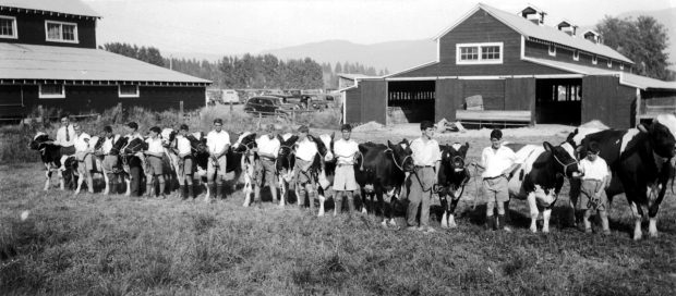 Black and white photo of a row of boys with cows, two barns in the background.