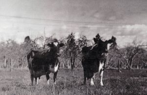 Black and white photo of two cows looking forward with interest.