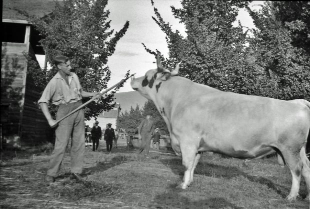 Black and white photo of a man holding a large mostly white bull by the nose ring.