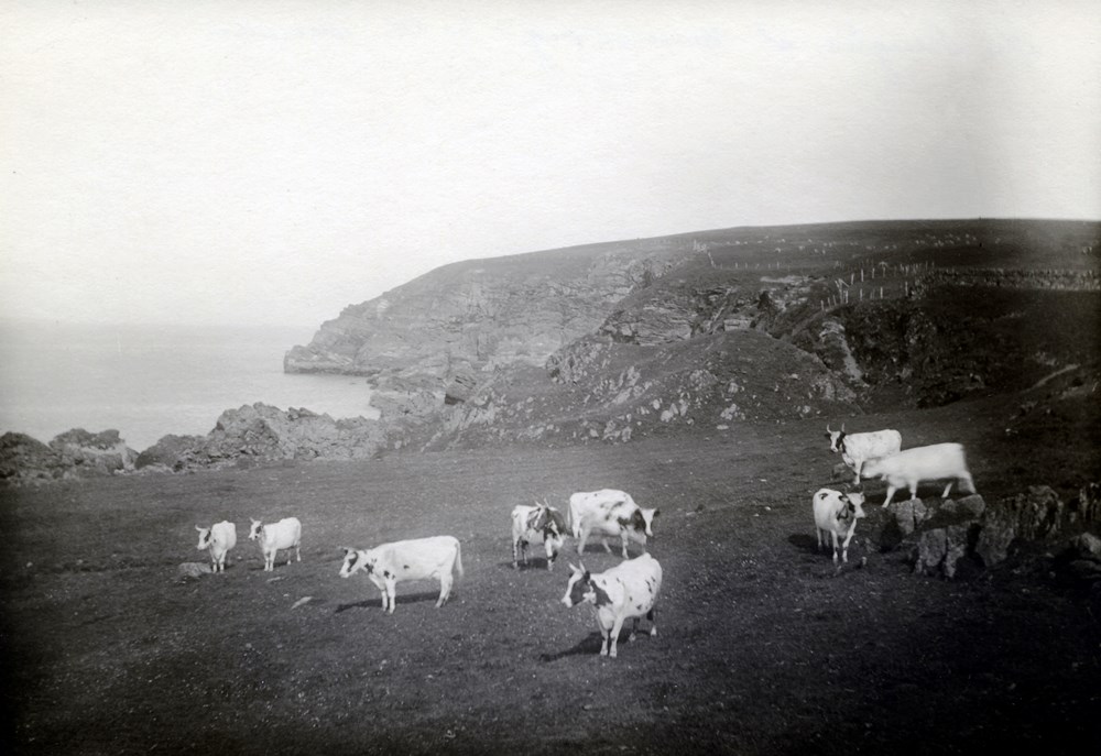 Black and white photo of nine cows on a hillside overlooking the ocean.
