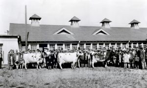 Black and white photo of a large group of people with three cows. Building with many windows and four roof turrets behind.