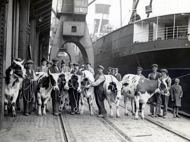 Black and white photo of eighteen men and one boy with six horned cows standing on a wharf. Metal trusses above, ship on the right.