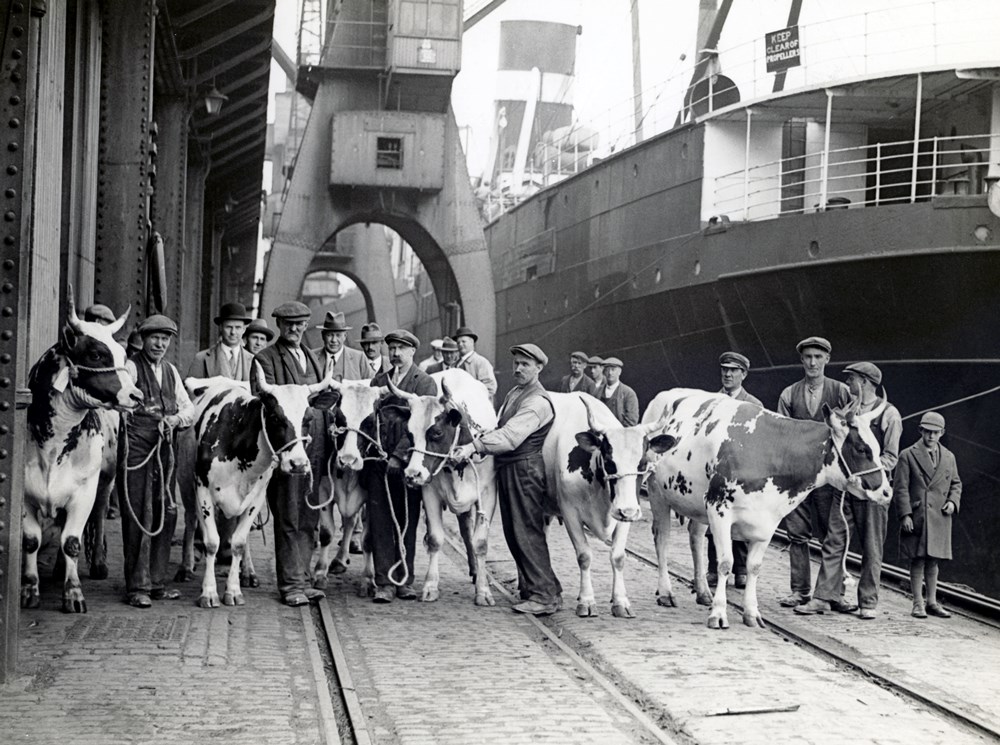 Black and white photo of eighteen men and one boy with six horned cows standing on a wharf. Metal trusses above, ship on the right.