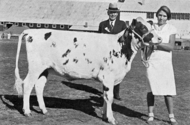 Black and white photo of a girl holding a heifer by a rope bridle, a man standing behind and a building in the background.