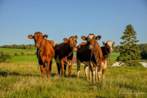 Colour photo of four red and white cows in a field.