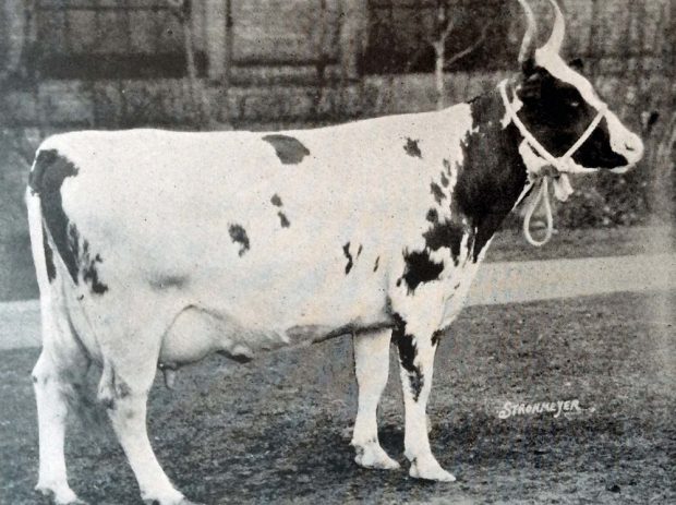 Black and white photo of a cow with upright horns and a rope halter.