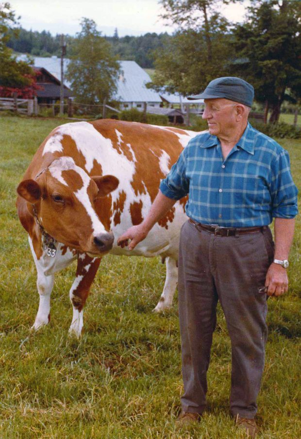 Colour photo of an older man standing beside a red and white cow.