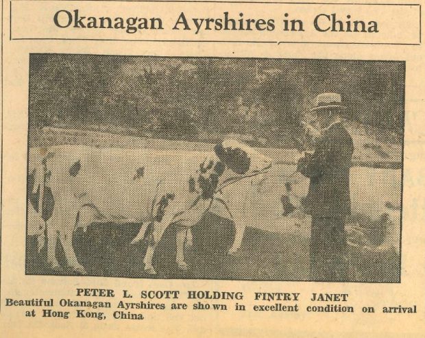 Sepia photo of a newspaper image of a man with a cow.