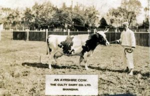 Sepia photo of a man holding a rope to a horned cow.