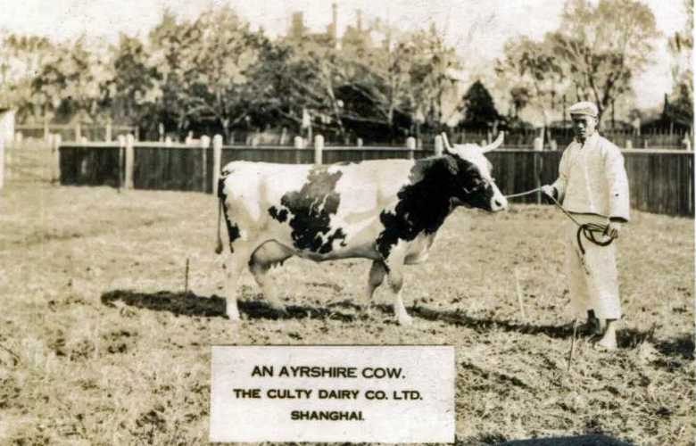 Sepia photo of a man holding a rope to a horned cow.