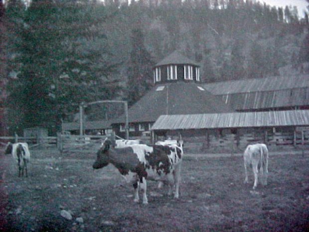 Black and white photo of five cows, octagonal barn, outbuildings and hills in the background.