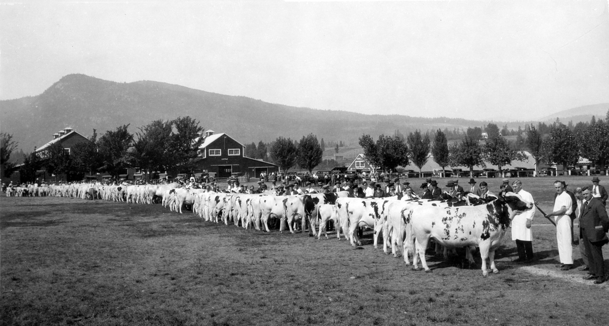Back and white photo of a long row of cattle in a field, each with a man holding the halter. Barns and farm buildings in the background.