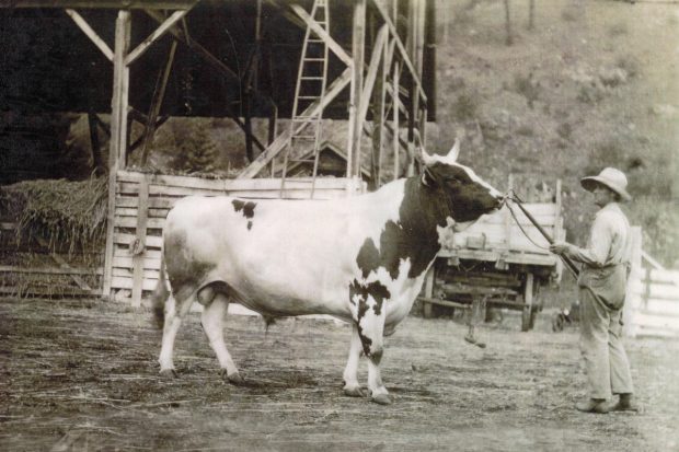 Black and white photo of a man restraining a large bull by the nose ring. A hay barn is in the background.