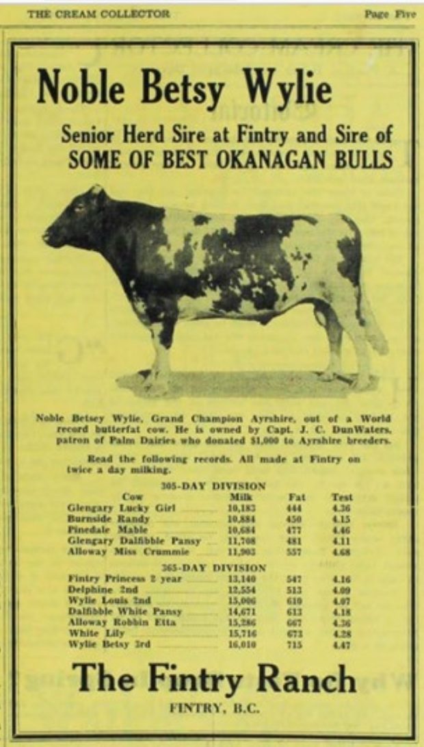 Sepia advertisement and photo of a bull.