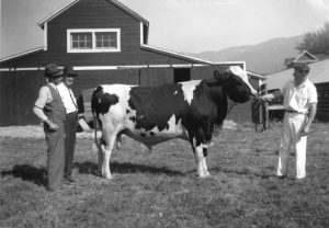 Black and white photo of three men admiring a white and dark bull in front of a barn.
