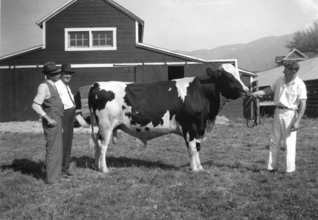 Black and white photo of three men admiring a white and dark bull in front of a barn.