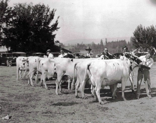 Black and white photo of a row of six cows facing away, each halter held by a man.