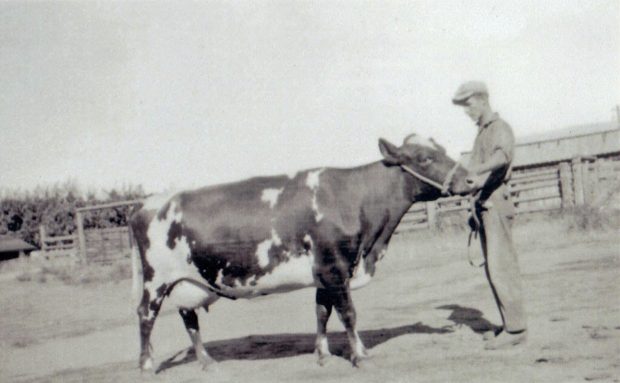Black and white photo of a large dairy cow with a full udder. A man is holding her halter.
