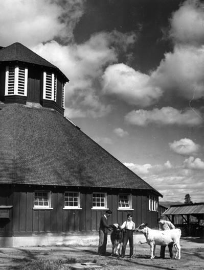 Black and white photo of three boys and two calves in front of an eight-sided barn.