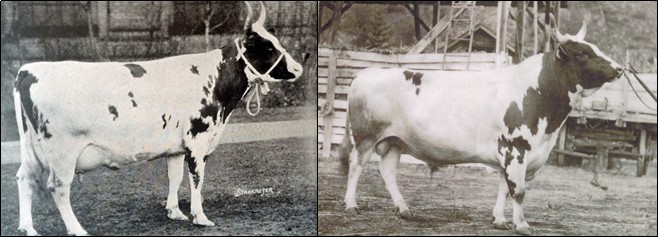 Black and white side-by-side photos of a cow and a bull.