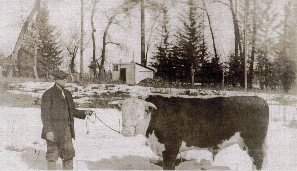 Black and white photo of a man outside in winter holding a rope with a large bull.