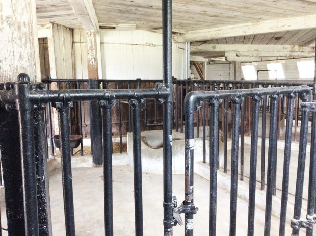 Colour photo of a black-painted iron gate and sides of an animal pen.
