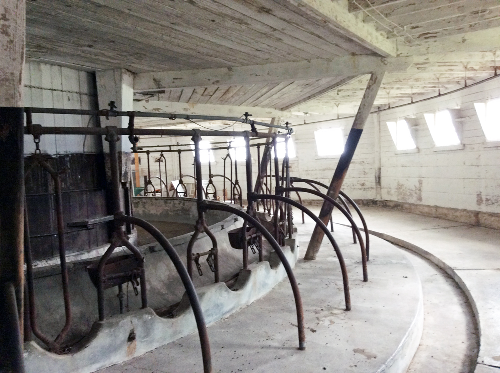 Colour photo of the interior of a round barn and milking stanchions.