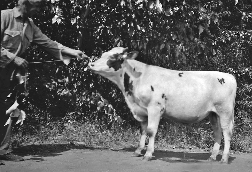 Black and white photo of a young bull. A man holds a rope through the bull's nose ring.