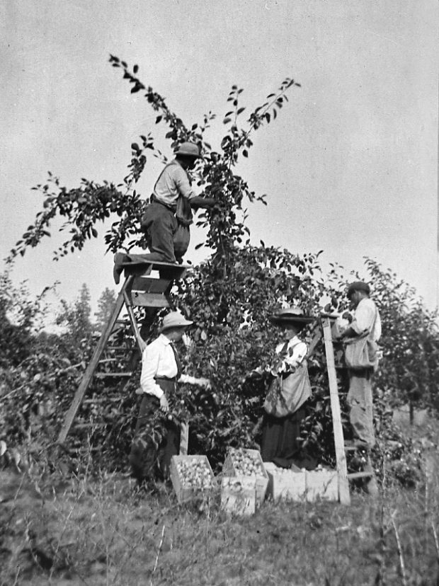 Back and white photo of two men and two women picking apples from a tree.