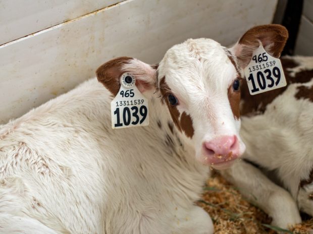 Colour photo of a white and brown calf with eartags in both ears numbering 1039.
