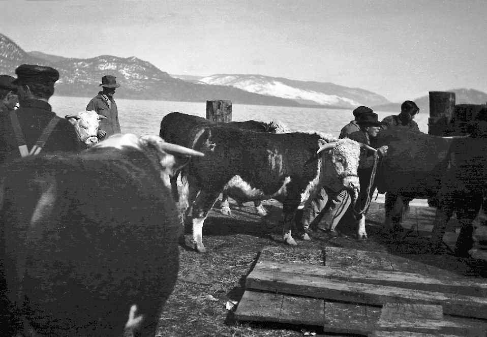 Black and white photo of men loading five horned beef cattle onto a barge. Lake and hills in background.