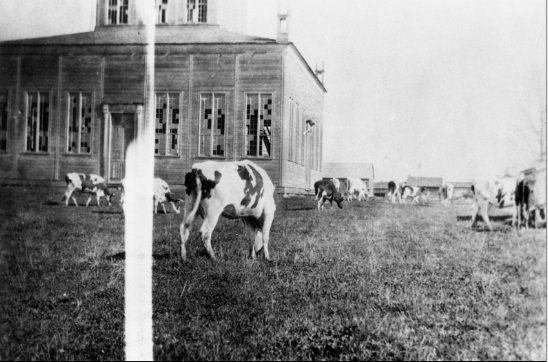 A black and white photograph of the Temple before it was restored by the York Pioneer and Historical Society. Many windows are broken and the field was full of grazing cows.