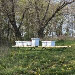 Beekeeping on Oshawa Harbour Lands