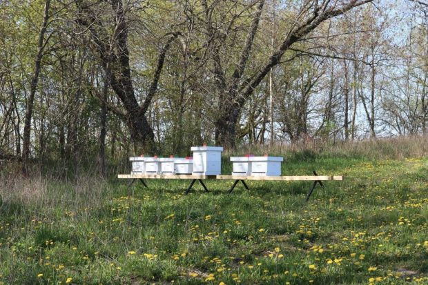 Seven bee hives sit on a long table amongst the grass.