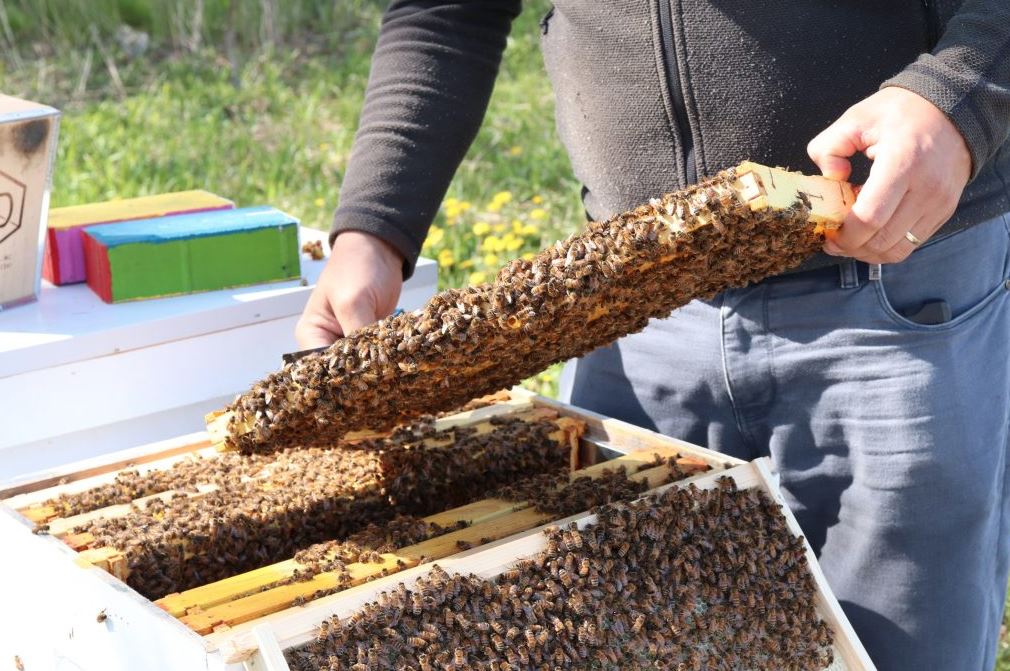 Colour photograph of two hands holding onto honey comb, covered in bees, that came from inside of a bee hive.