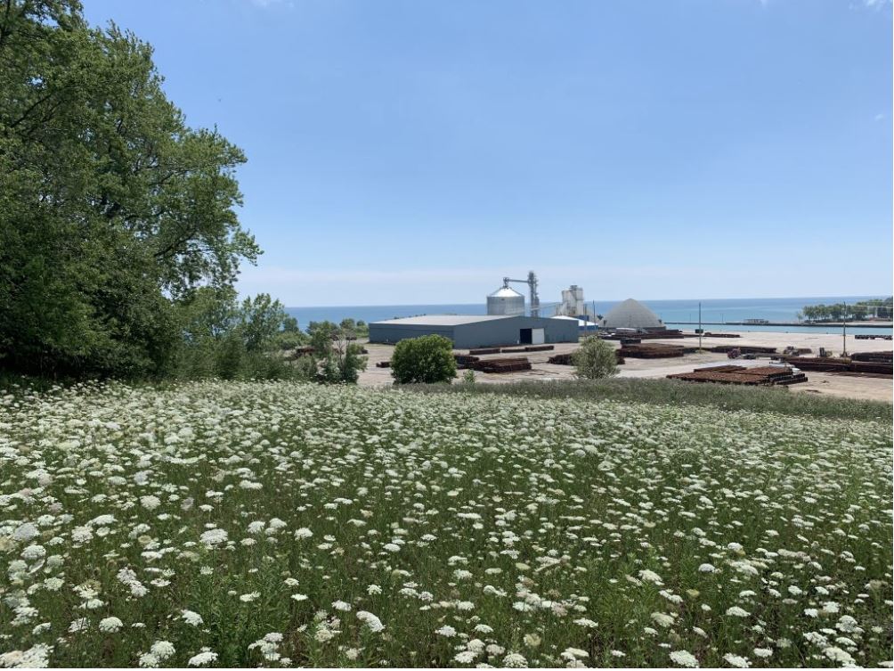 Colour photograph of a field with white flowers, looking west towards the harbour lands, a cone-shaped structure and various industrial buildings are in the background.