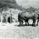 Haying on the McKinnon’s Standard Dairy Farm, circa 1940