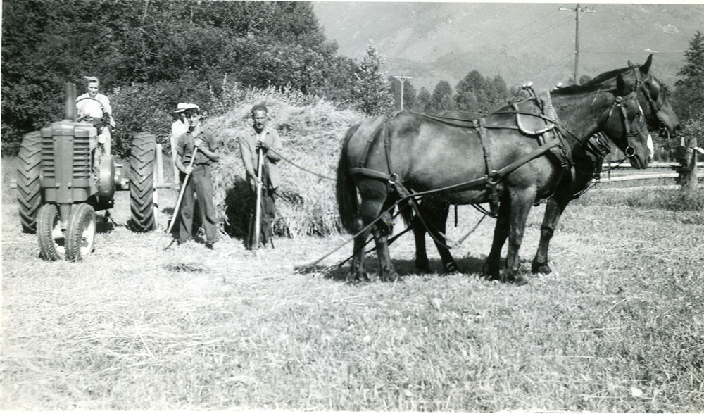 A black-and-white photograph showing haying in the field. Two horses are on the right. Three men holding pitchforks are gathering hay with a pile of hay behind them. On the left of the photograph, a woman sits at the wheel of a tractor.