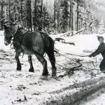 Joe Kozek Horse Logging Near Twelve Mile, circa 1950